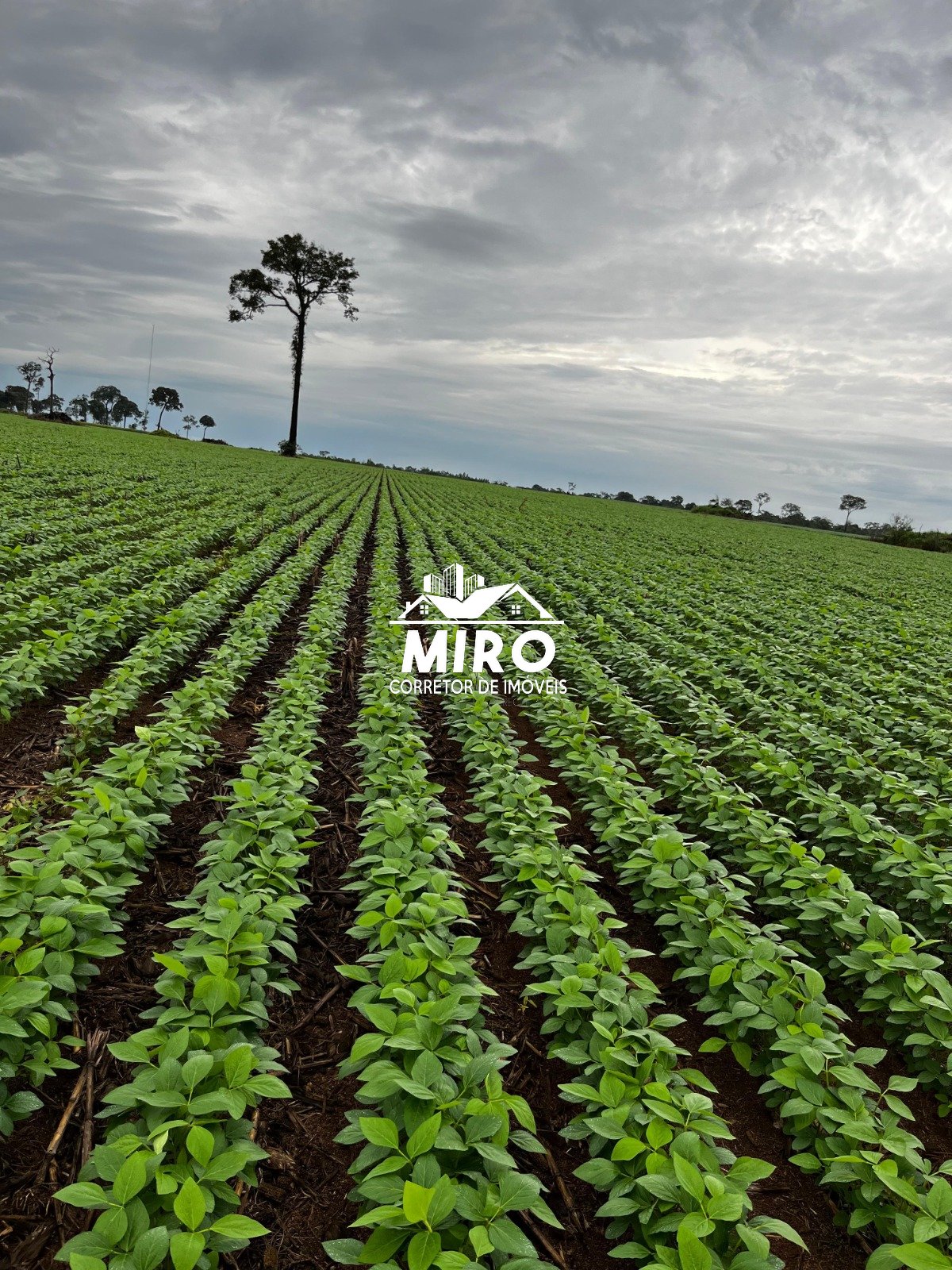 Imagem 5 de Fazenda à Venda em Rondônia – Região Vale do Guaporé, á 10 km da BR-429